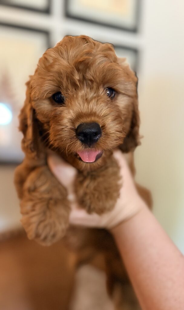 F1 petite red color Goldendoodle blend girl puppy by Safari Doodles of Texas