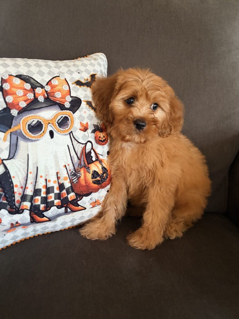 Cavapoo