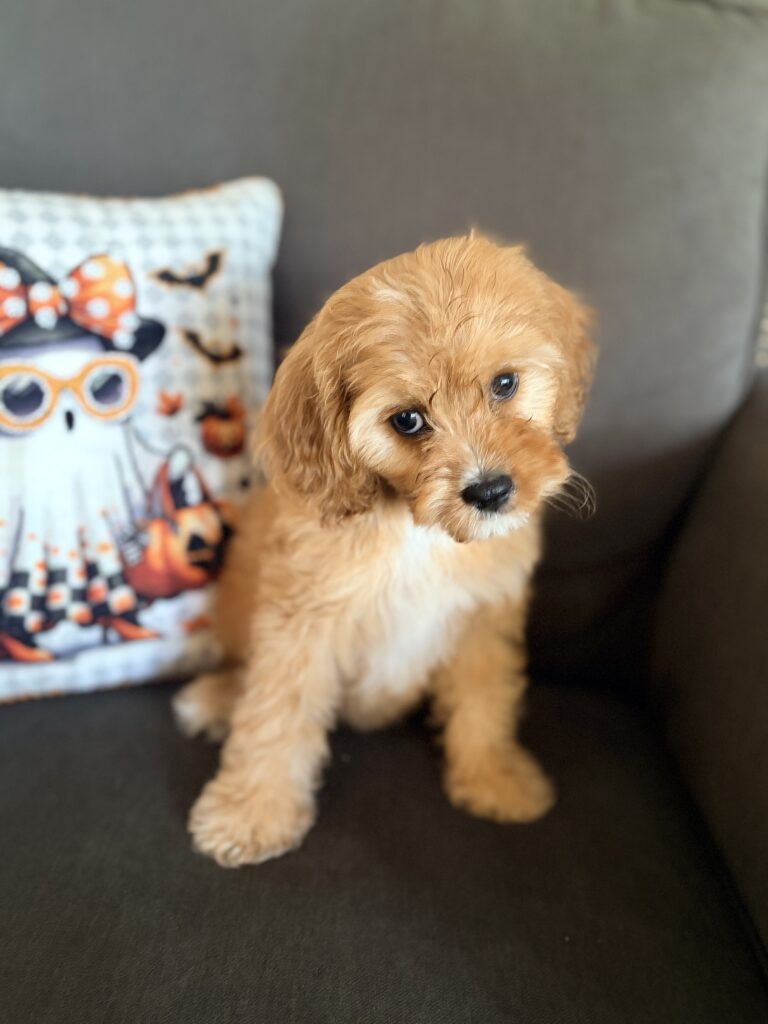 Cavapoo