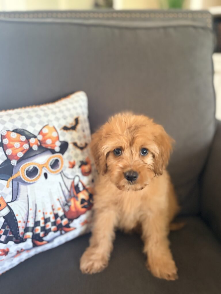Cavapoo