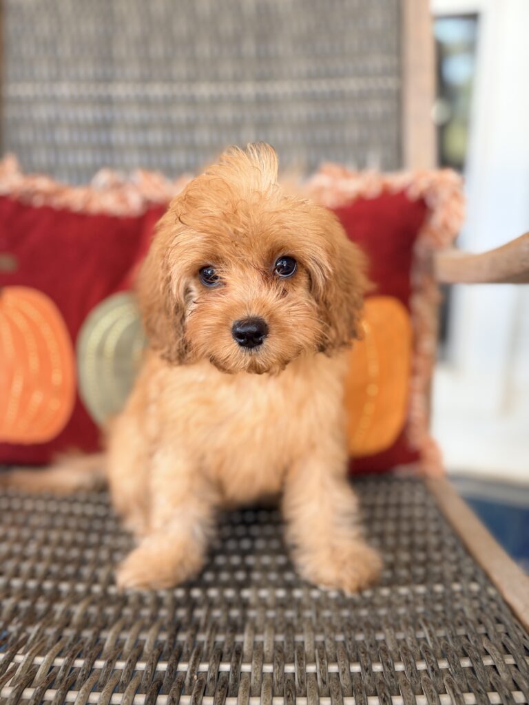 Cavapoo