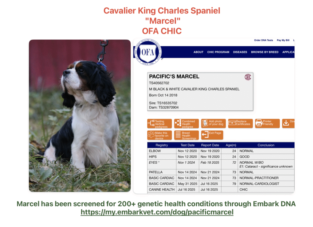 Marcel, a Cavalier King Charles Spaniel father of Safari Doodles Cavapoos, OFA CHIC certified and Embark DNA tested