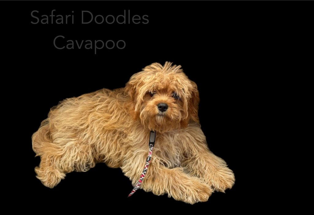 Golden color Cavapoo