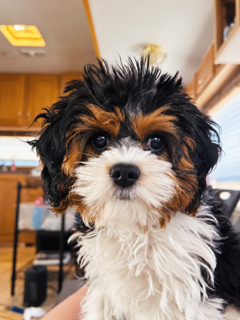 black tri color Cavapoo puppy made by Safari Doodles in Texas