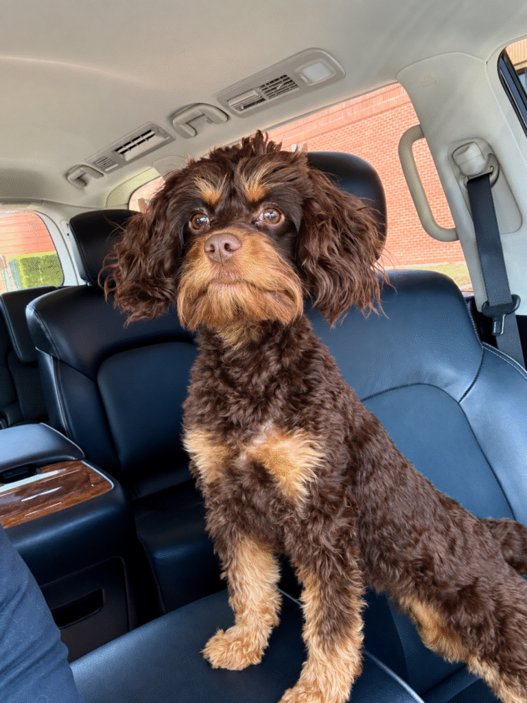 chocolate brown and tan color Cavapoo adult made by Safari Doodles in Texas