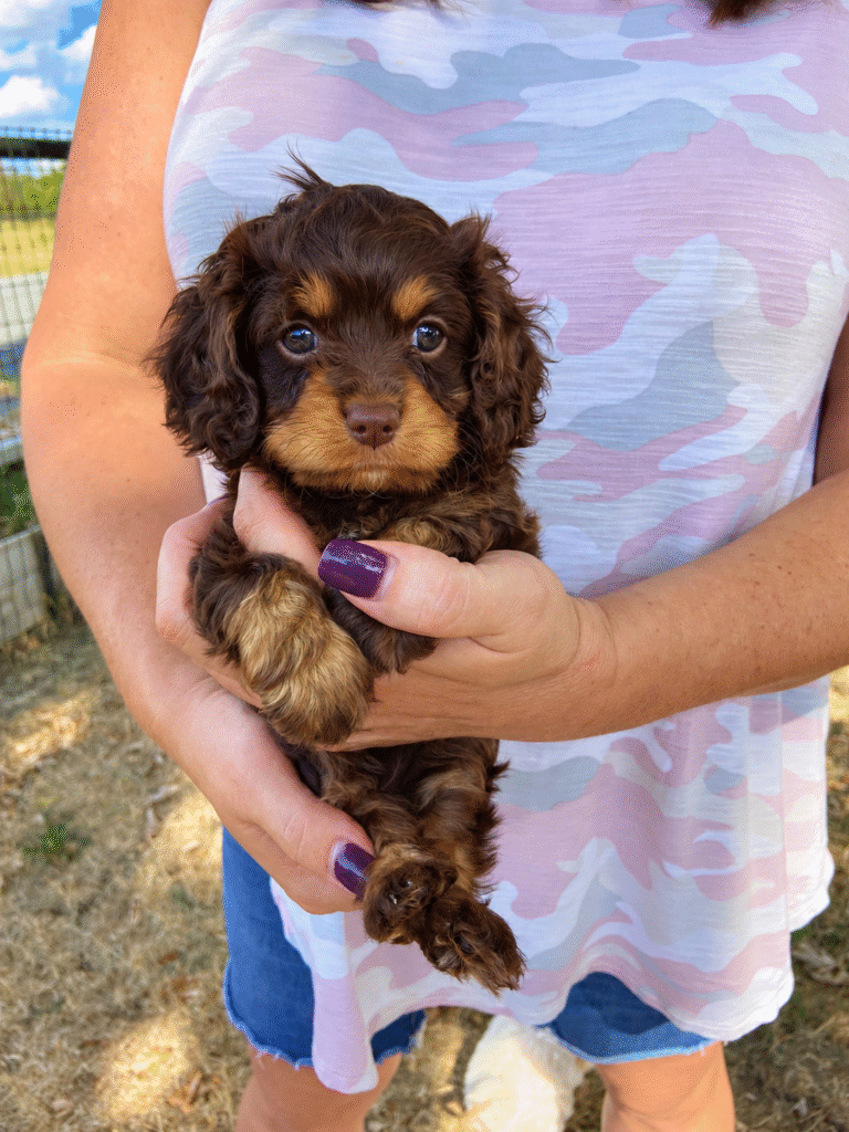 chocolate brown and tan color Cavapoo puppy made by Safari Doodles in Texas