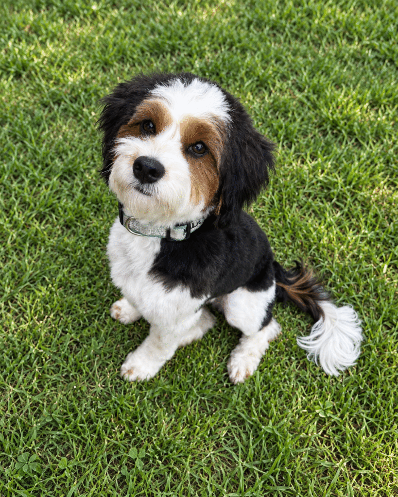 Black Tri color Cavapoo