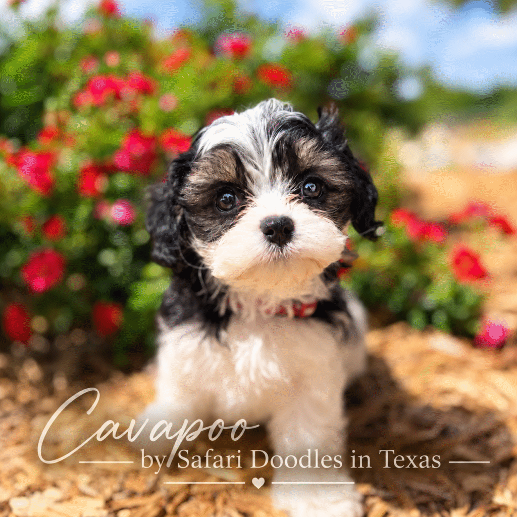 black tri color Cavapoo puppy made by Safari Doodles in Texas