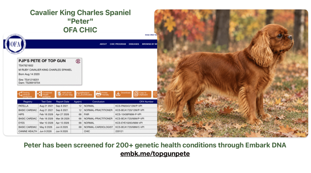 Peter a Cavalier King Charles Spaniel father of Safari Doodles Cavapoos, OFA CHIC certified and Embark DNA tested.
