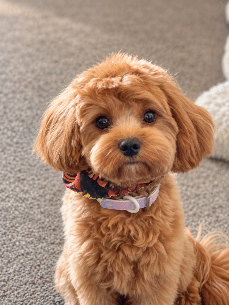 Ruby color Cavapoo