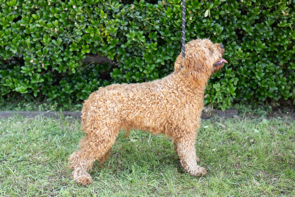 Golden color Cavapoo