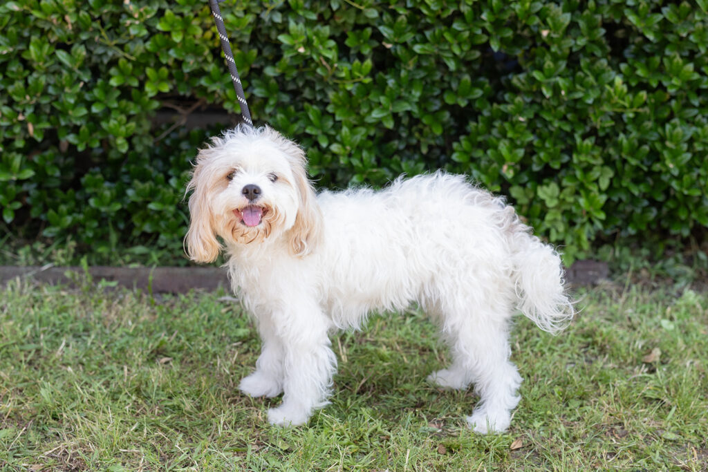 White color Cavapoo