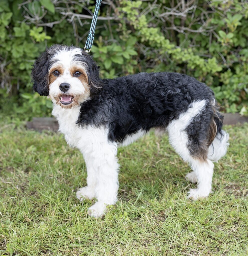 Black with white and tan Cavapoo