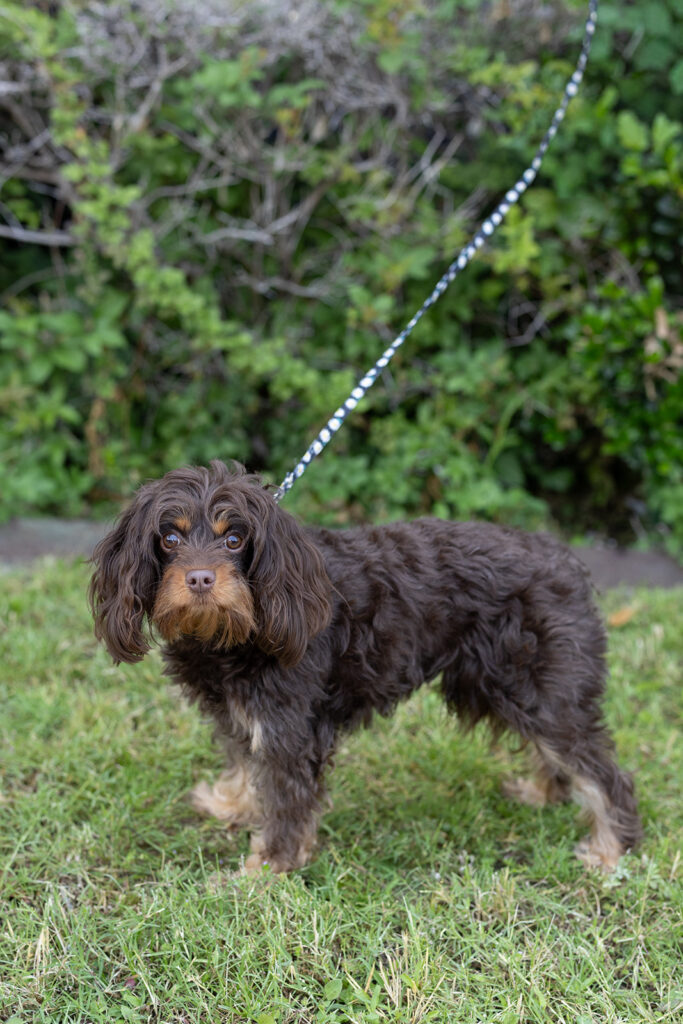 Chocolate and Tan color Cavapoo