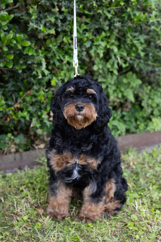 Black and Tan color Cavapoo