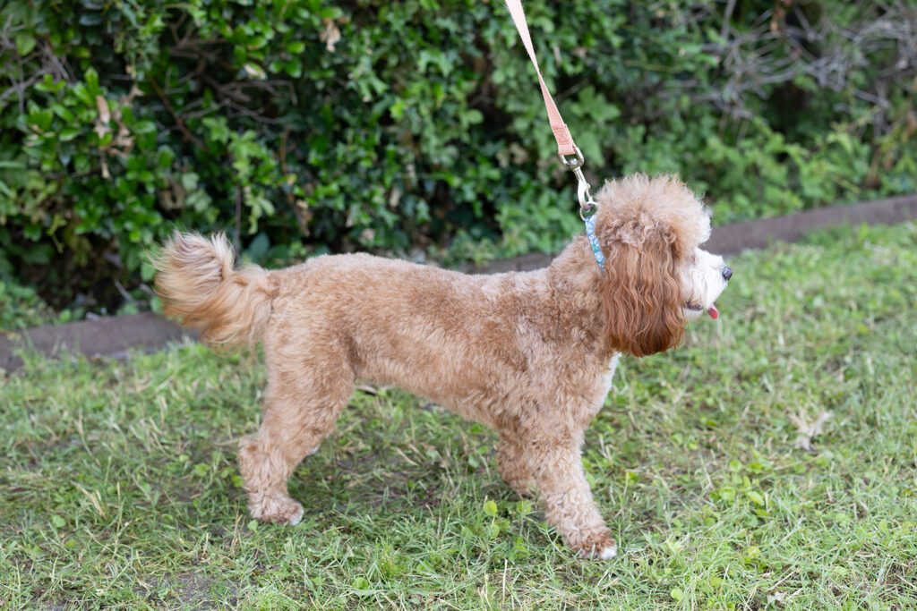 Apricot color Cavapoo