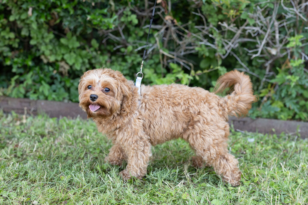 Ginger color Cavapoo