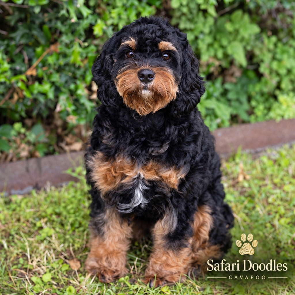 Black and tan Cavapoo puppy from Safari Doodles, a Texas Cavapoo breeder